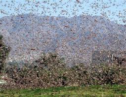 Nyngan Locust Plague 2010